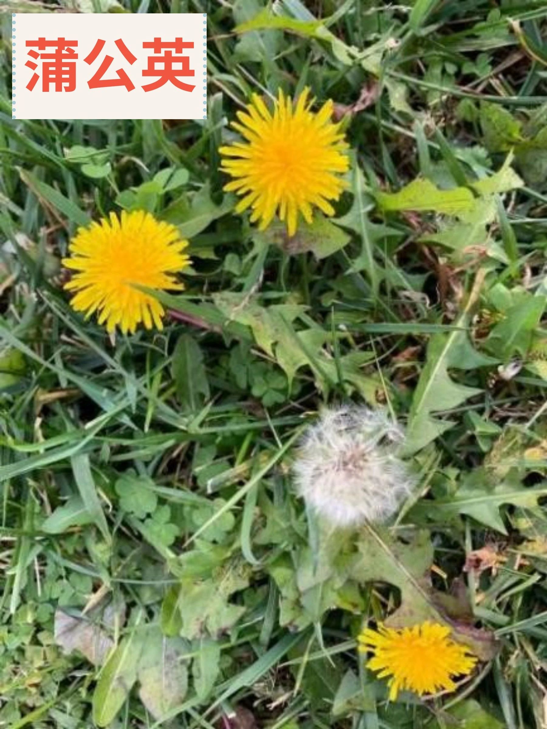 1742434664796049246.jpg 94a4e362a84a021ffd7d0d69f327ea09.jpg